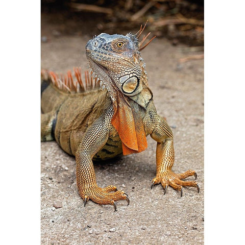 Green Iguana-Costa Rica Black Modern Wood Framed Art Print by Jones, Adam