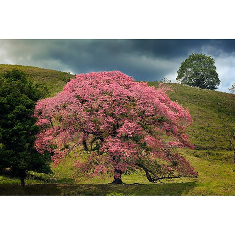 Single large flowering tree-Costa Rica Black Modern Wood Framed Art Print with Double Matting by Jones, Adam