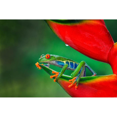 Red-eyed Treefrog-Costa Rica Black Modern Wood Framed Art Print by Jones, Adam