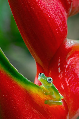 Ghost Glass Frog-Costa Rica White Modern Wood Framed Art Print with Double Matting by Jones, Adam