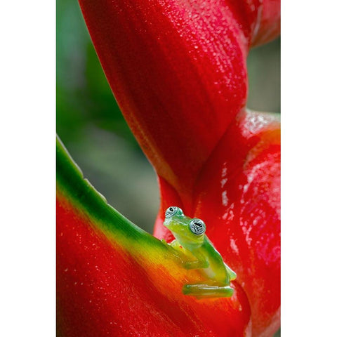 Ghost Glass Frog-Costa Rica Black Modern Wood Framed Art Print by Jones, Adam