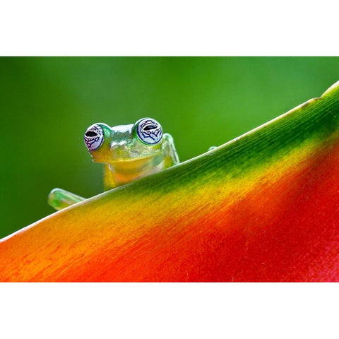 Ghost Glass Frog-Costa Rica Gold Ornate Wood Framed Art Print with Double Matting by Jones, Adam