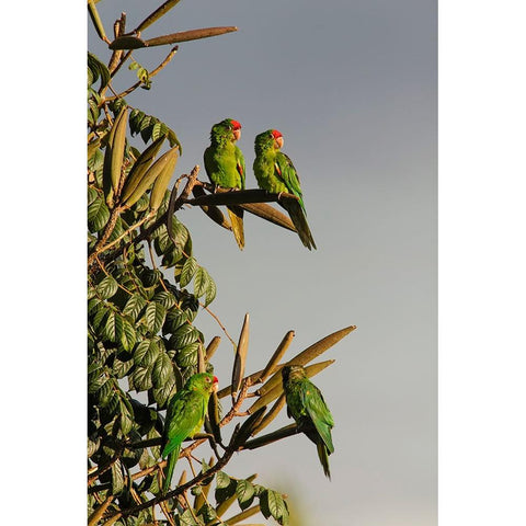 Red-lored Parrots-Costa Rica Black Modern Wood Framed Art Print with Double Matting by Jones, Adam
