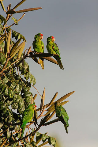 Red-lored Parrots-Costa Rica White Modern Wood Framed Art Print with Double Matting by Jones, Adam