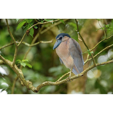 Boat billed Heron-Costa Rica White Modern Wood Framed Art Print by Jones, Adam