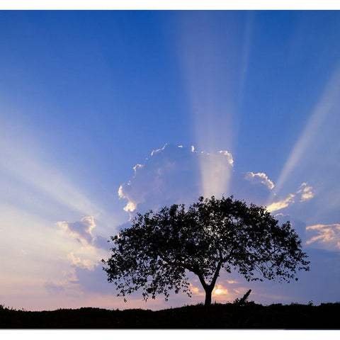 Single tree silhouetted at sunrise-Costa Rica Black Modern Wood Framed Art Print by Jones, Adam