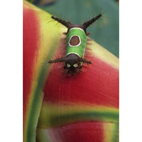 Costa Rica, Caterpillar on Heliconia plant Black Modern Wood Framed Art Print with Double Matting by Rotenberg, Nancy