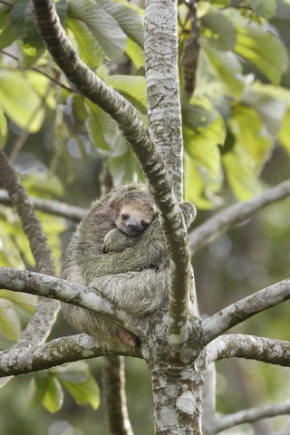 Costa Rica Three-toed sloth rests in a tree Black Ornate Wood Framed Art Print with Double Matting by Grall, Don