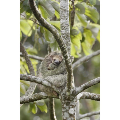 Costa Rica Three-toed sloth rests in a tree Black Modern Wood Framed Art Print by Grall, Don