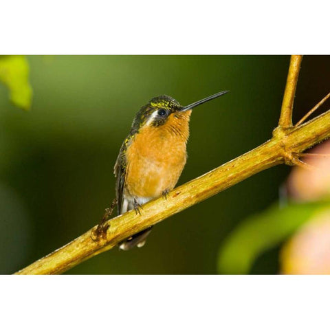 Costa Rica White-throated mountain-gem Black Modern Wood Framed Art Print with Double Matting by Lord, Fred