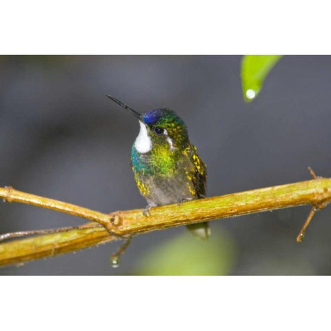 Costa Rica Male white-throated mountain-gem Black Modern Wood Framed Art Print by Lord, Fred