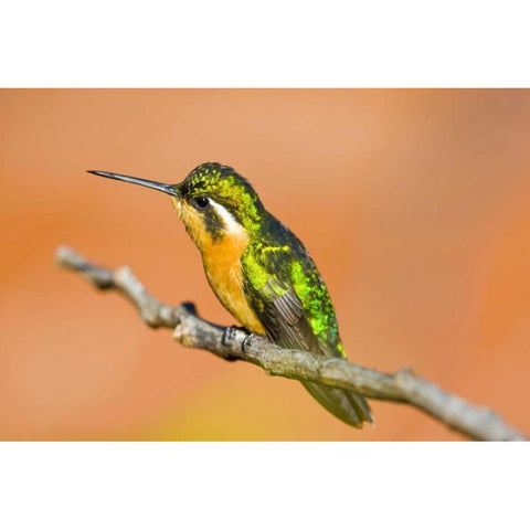 Costa Rica White-throated mountain-gem White Modern Wood Framed Art Print by Lord, Fred