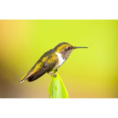 Costa Rica, Rio Savegre Scintillant hummingbird White Modern Wood Framed Art Print by Lord, Fred