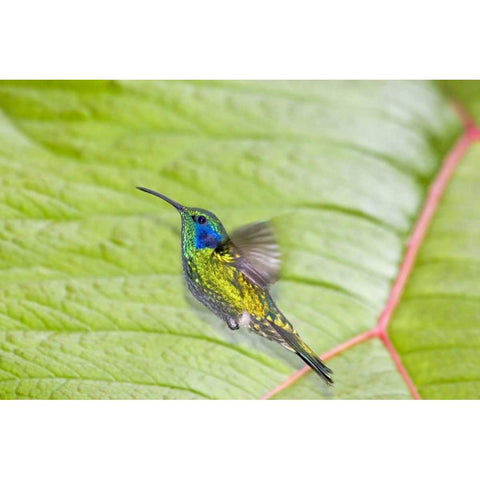 Costa Rica Green violet-ear hummingbird Black Modern Wood Framed Art Print with Double Matting by Lord, Fred