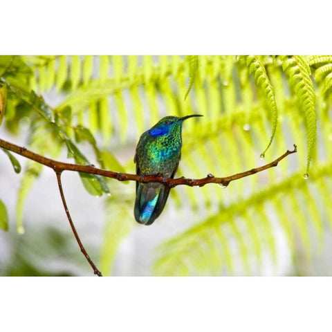 Costa Rica Green violet-ear hummingbird on limb Gold Ornate Wood Framed Art Print with Double Matting by Lord, Fred