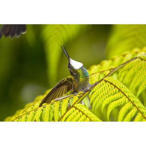 Costa Rica, Male White-throated mountain-gem Black Modern Wood Framed Art Print with Double Matting by Lord, Fred