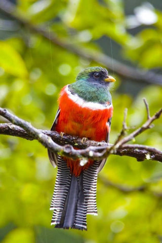 Costa Rica, Rio Savegre Male collared trogon White Modern Wood Framed Art Print with Double Matting by Lord, Fred