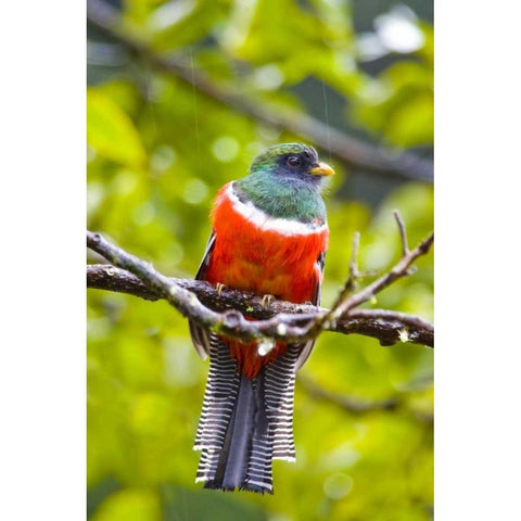 Costa Rica, Rio Savegre Male collared trogon Black Modern Wood Framed Art Print by Lord, Fred