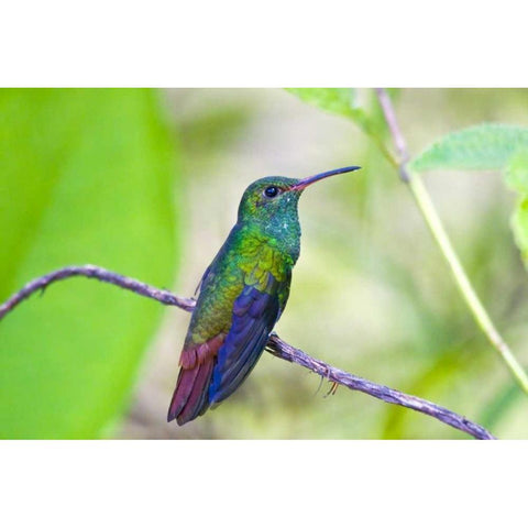 Costa Rica, Sarapiqui Rufous-tailed hummingbird Black Modern Wood Framed Art Print with Double Matting by Lord, Fred