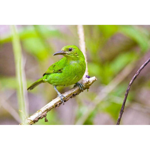 Costa Rica, Sarapiqui Green honeycreeper Gold Ornate Wood Framed Art Print with Double Matting by Lord, Fred