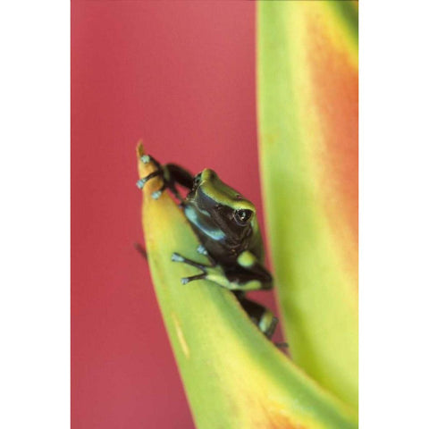 Costa Rica, Frog, Osa Peninsula Black Modern Wood Framed Art Print with Double Matting by Rotenberg, Nancy