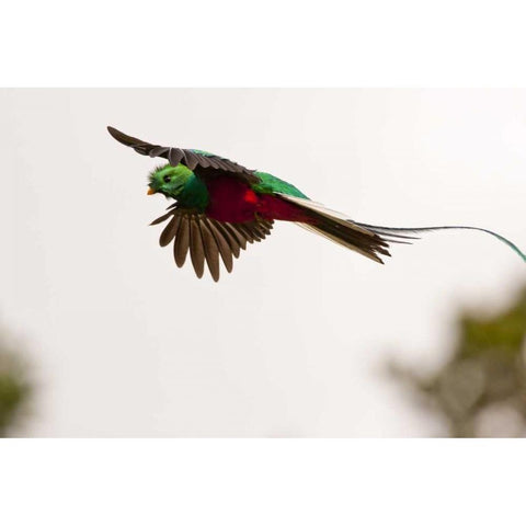 Costa Rica Resplendent quetzal in flight Black Modern Wood Framed Art Print by Illg, Cathy and Gordon