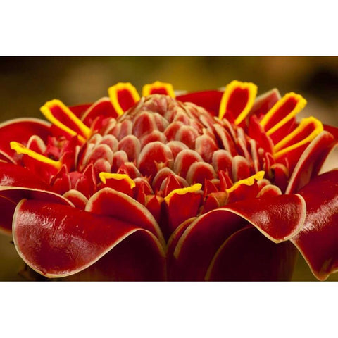 Costa Rica Red torch ginger blossom Black Modern Wood Framed Art Print with Double Matting by Illg, Cathy and Gordon
