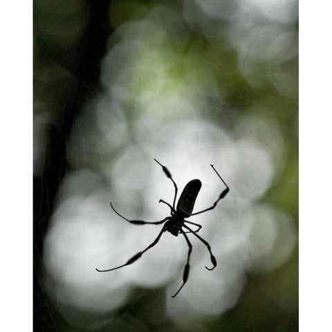 Costa Rica Female golden orb weaver spider Black Modern Wood Framed Art Print by Bush, Marie