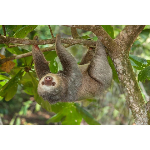 Costa Rica-Two-toed sloth hangs upside down in tree Gold Ornate Wood Framed Art Print with Double Matting by Jaynes Gallery