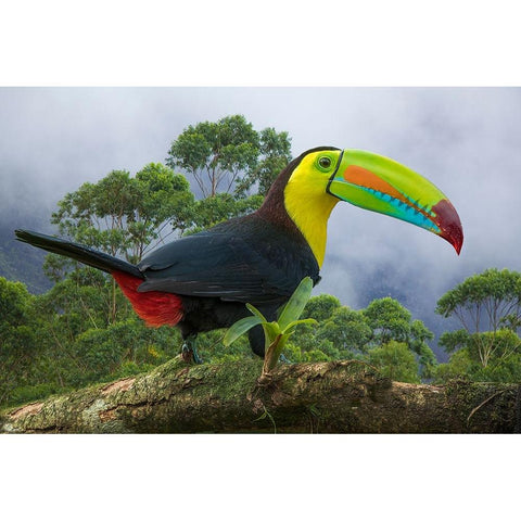 Costa Rica-Composite close-up of keel-billed toucan Black Modern Wood Framed Art Print by Jaynes Gallery