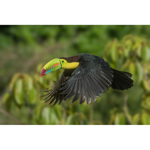 Costa Rica-Keel-billed toucan in flight Black Modern Wood Framed Art Print by Jaynes Gallery