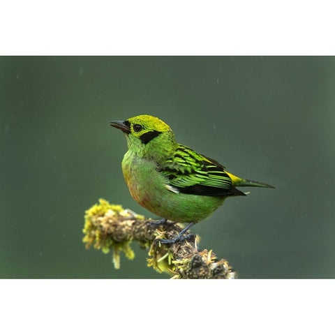 Costa Rica-Emerald tanager bird close-up Black Modern Wood Framed Art Print by Jaynes Gallery