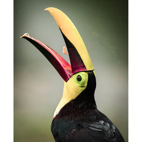 Costa Rica-toucan eating Gold Ornate Wood Framed Art Print with Double Matting by Theodore, George and Marilu
