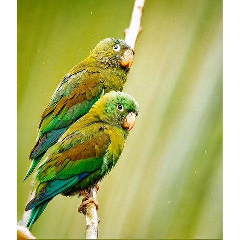 Costa Rica-parakeet perched Black Modern Wood Framed Art Print by Theodore, George and Marilu