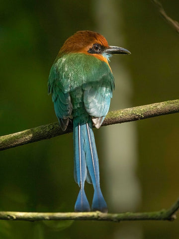 Broad-billed motmot on limb- Costa Rica- Central America Black Modern Wood Framed Art Print by McDonald, Joe and Maryann