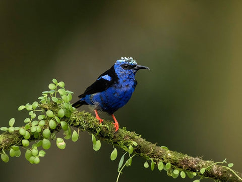 Red-legged honeycreeper- Costa Rica- Central America White Modern Wood Framed Art Print with Double Matting by McDonald, Joe and Maryann