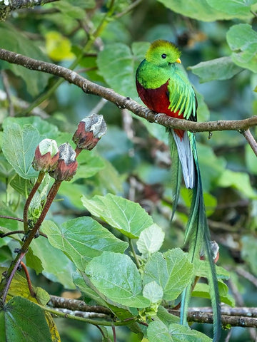 Resplendent quetzal- Costa Rica Black Modern Wood Framed Art Print by McDonald, Joe and Maryann