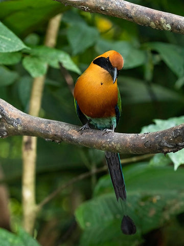 Rufous Motmot- Costa Rica- Central America Black Modern Wood Framed Art Print by McDonald, Joe and Maryann