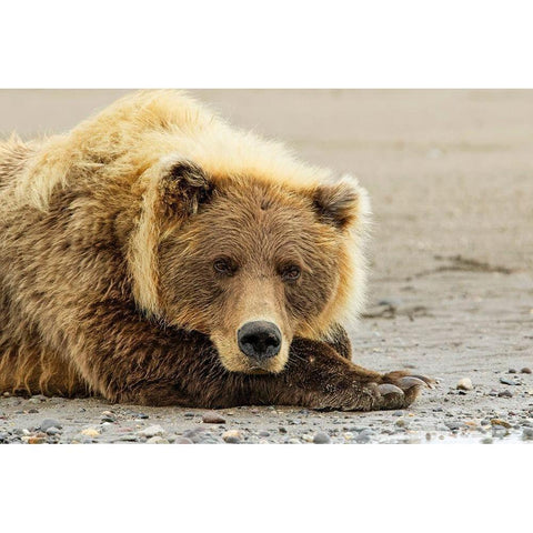 Brown bear resting on the beach-Silver Salmon Creek-Lake Clark National Park-Alaska Black Modern Wood Framed Art Print with Double Matting by Jones, Adam