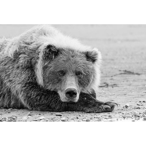 Brown bear resting on the beach-Silver Salmon Creek-Lake Clark National Park-Alaska Gold Ornate Wood Framed Art Print with Double Matting by Jones, Adam