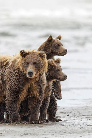 Female Brown bear and cubs-Silver Salmon Creek-Lake Clark National Park-Alaska White Modern Wood Framed Art Print with Double Matting by Jones, Adam