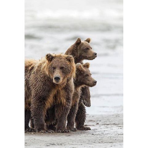 Female Brown bear and cubs-Silver Salmon Creek-Lake Clark National Park-Alaska Black Modern Wood Framed Art Print with Double Matting by Jones, Adam