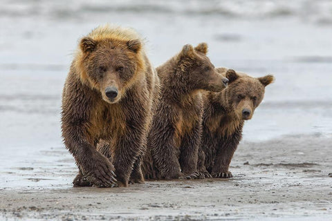 Female Brown bear and cubs-Silver Salmon Creek-Lake Clark National Park-Alaska Black Ornate Wood Framed Art Print with Double Matting by Jones, Adam
