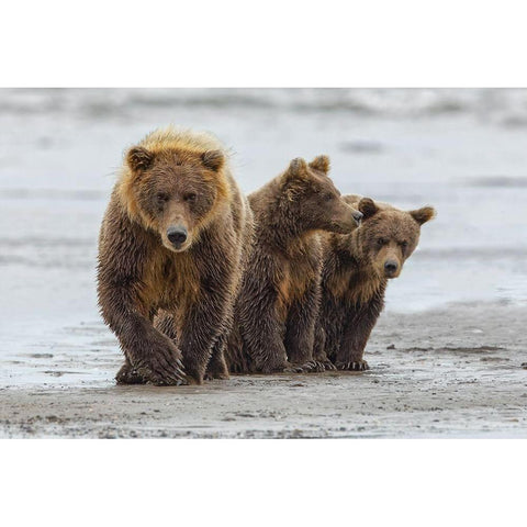 Female Brown bear and cubs-Silver Salmon Creek-Lake Clark National Park-Alaska Black Modern Wood Framed Art Print with Double Matting by Jones, Adam