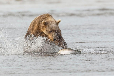 Brown bear chasing salmon-Silver Salmon Creek-Lake Clark National Park-Alaska Black Ornate Wood Framed Art Print with Double Matting by Jones, Adam