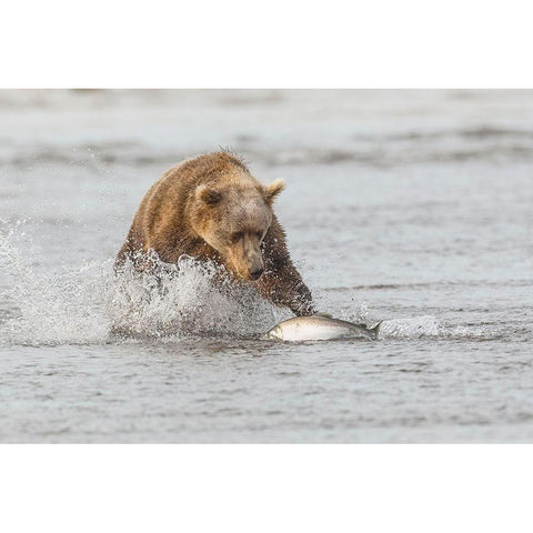 Brown bear chasing salmon-Silver Salmon Creek-Lake Clark National Park-Alaska White Modern Wood Framed Art Print by Jones, Adam