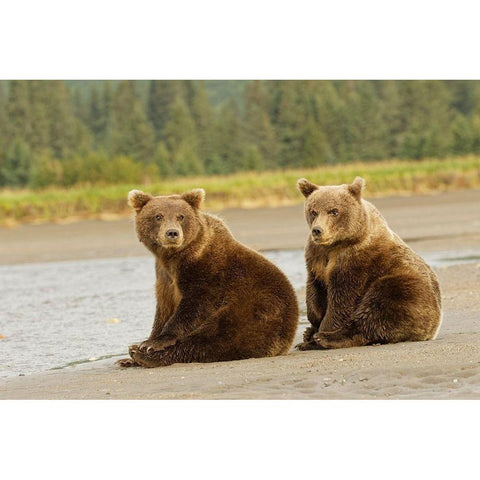 Brown bear cubs nursing-Silver Salmon Creek-Lake Clark National Park-Alaska Black Modern Wood Framed Art Print by Jones, Adam