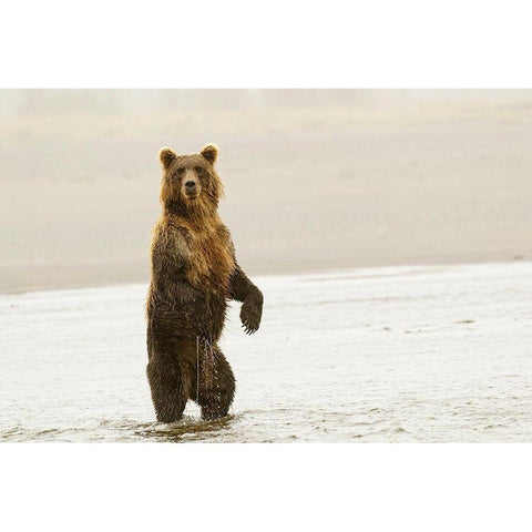 Brown bear standing upright-Silver Salmon Creek-Lake Clark National Park-Alaska Gold Ornate Wood Framed Art Print with Double Matting by Jones, Adam