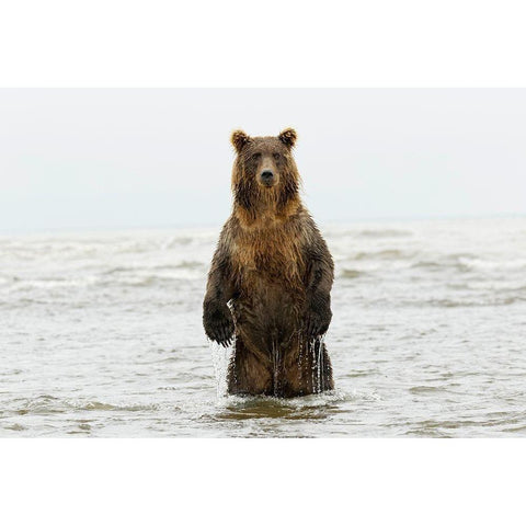 Brown bear standing upright-Silver Salmon Creek-Lake Clark National Park-Alaska Black Modern Wood Framed Art Print with Double Matting by Jones, Adam