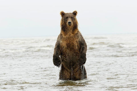 Brown bear standing upright-Silver Salmon Creek-Lake Clark National Park-Alaska Black Ornate Wood Framed Art Print with Double Matting by Jones, Adam